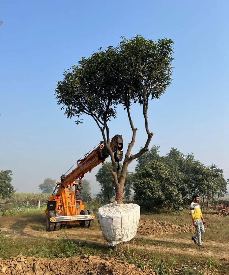 TREE TRANPLANTATION
